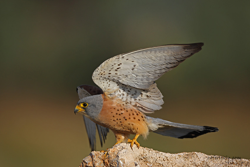 Küçük kerkenez / Falco naumanni / Lesser kestrel 